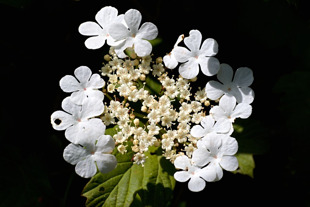 voornes duin tenellaplas Quackjeswater natuur natuurgebied natuurmonumenten hdr duinen Zuid Hollands landschap polder bossen natuurreservaat Natura 2000